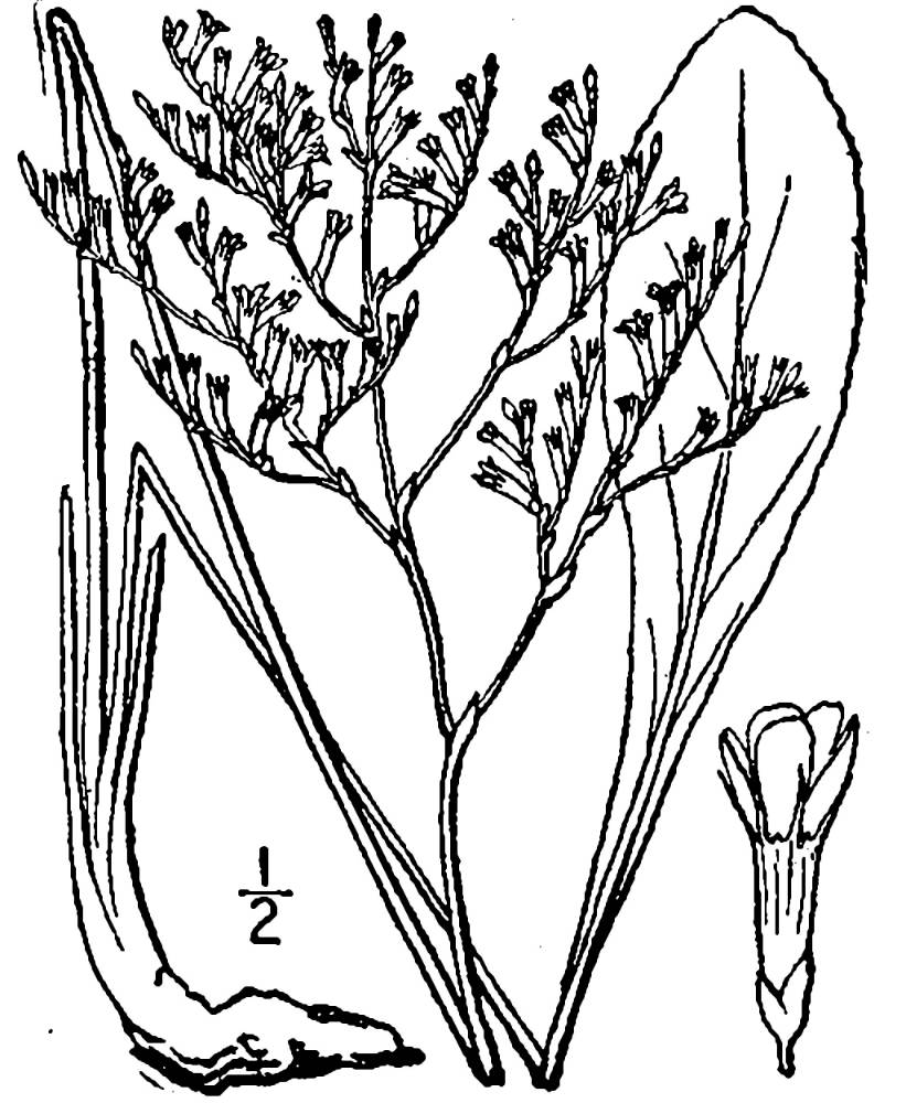 USDA-NRCS PLANTS Database / Britton, N.L., and A. Brown. 1913. An illustrated flora of the northern United States, Canada and the British Possessions. 3 vols. Charles Scribner's Sons, New York. Vol. 2: 718.